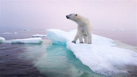 Polar Bear Numbers Plummeting In Alaska Canada—what About The Rest