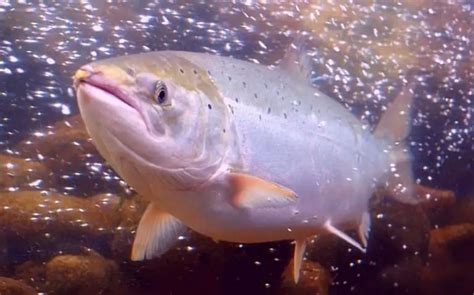 Are Salmon Carnivores Herbivores Or Omnivores Explained