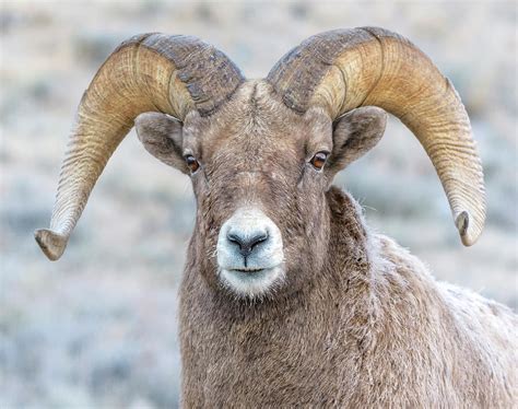 Big Horn Ram Portrait Photograph By Downing Photography Fine Art America