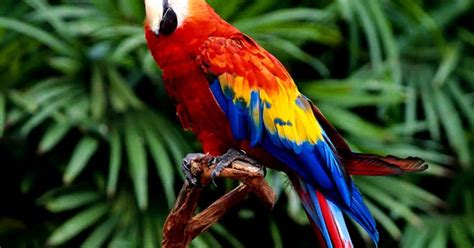 In this list of tropical. The Tropical Rainforest Animals | Wallpapers Gallery