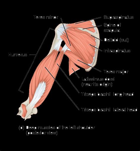 Arm Muscles Diagram Arm Muscles Diagrams Radiolakaribenasisuenaa