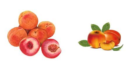 Aadu Fruit In English Name 13 Benefits Nutrients Types Price