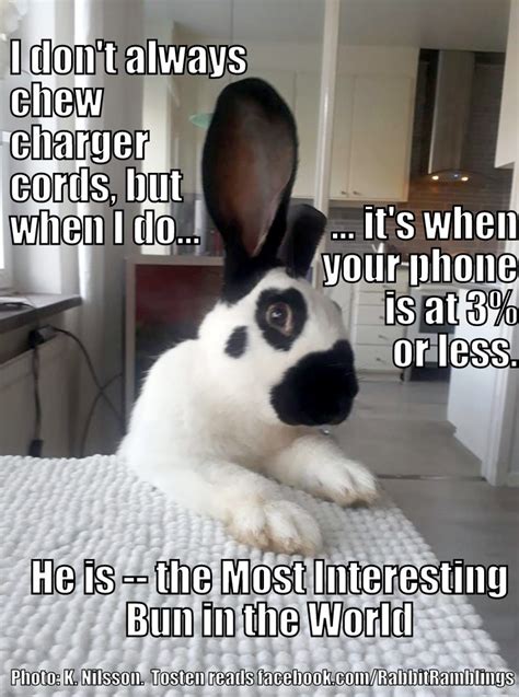 Rabbit Ramblings Funny Bunny Monday Memeday