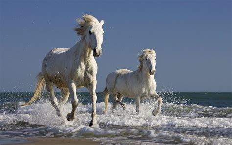 Camargue Horses Running In The Surf Wallpaper Imagenes De Caballos