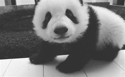  Of The Day 11 Adorable Panda S