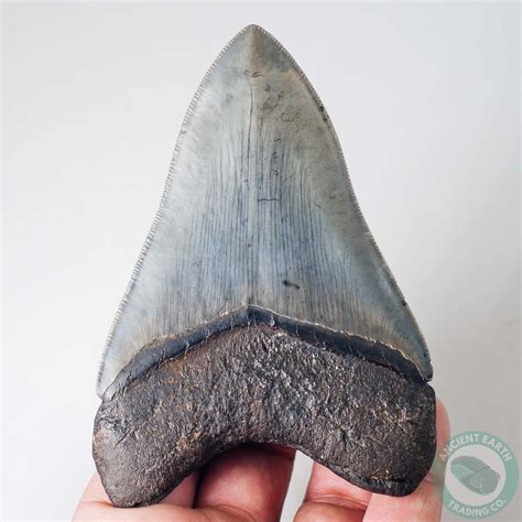 463 Inch Razor Sharp Serrated Fossil Megalodon Shark Tooth From South