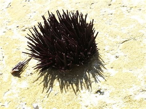 Have You Ever Stepped On A Sea Urchin With Your Bare Feet