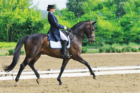 How To Improve Your Riding Skills The Trot Part 2 Minnano Jouba