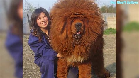 Biggest Dogs 9 Of The Largest Dog Breeds In The World Youtube Photos
