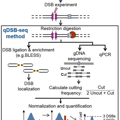 Pdf Quantitative Dsb Sequencing Qdsb Seq A Method For Genome Wide