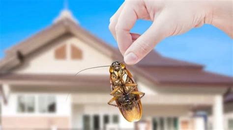 This Pest Control Company Is Paying People 2000 To Release 100 Cockroaches In Their Homes