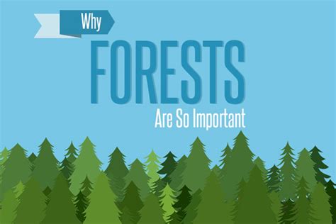 Infographic The Importance Of Forests Green Behavior