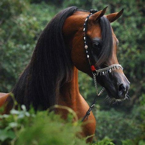 Beautiful Arabian Horse Beautiful Arabian Horses Majestic Horse