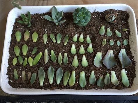 How To Propagate Succulents The Garden