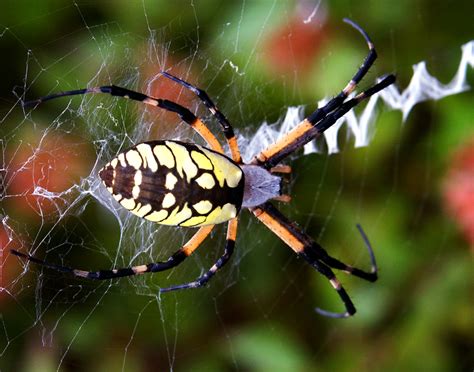 Best Ideas For Coloring Big Spiders In North Carolina