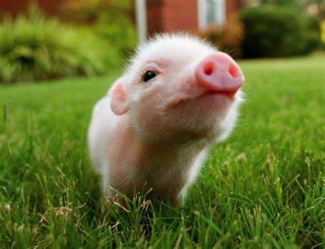 Teacup Piglets