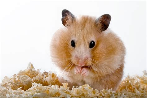 Desktop Wallpapers Rodents Hamsters Closeup Animals 2400x1606