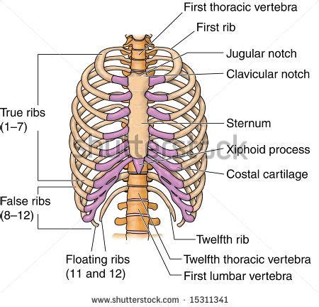 It is formed by the vertebral column, ribs, and sternum and encloses the heart and lungs. ribs human | Human Rib Bones, Labeled Stock Photo 15311341 ...