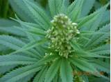 Images of Male Marijuana Seeds