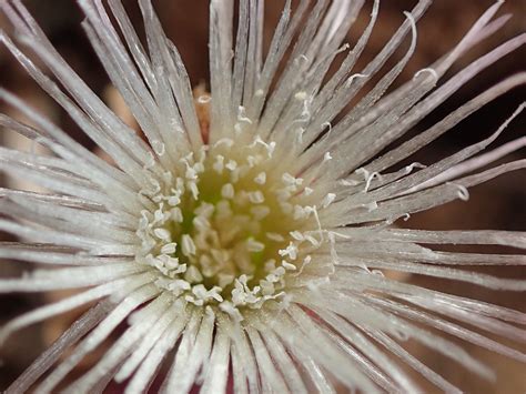 Ex nihilo парфюмерная вода fleur narcotique. Mesembryanthemum crystallinum | Ficoïde glaciale - Common ...