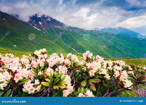 Blooming White Rhododendron Flowers In The Caucasus Mountains In Stock