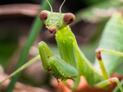 Unnerving Video Shows Male Praying Mantis Mating Even After His Head