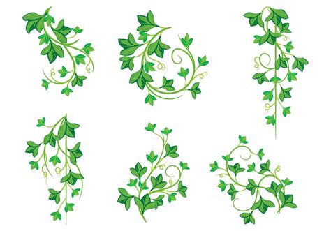 Illustrations Of Poison Ivy Plants Free Png Images Vector Psd