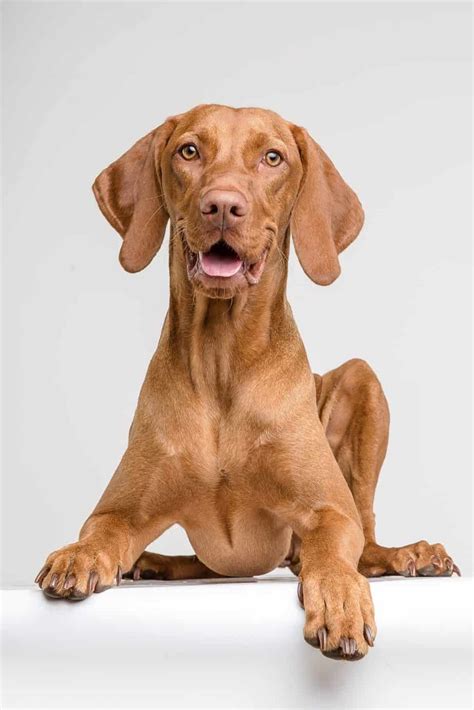 The vizsla is a great field dog, both as a pointer and retriever. Vizsla: Active breed needs training, stimulation to be happy