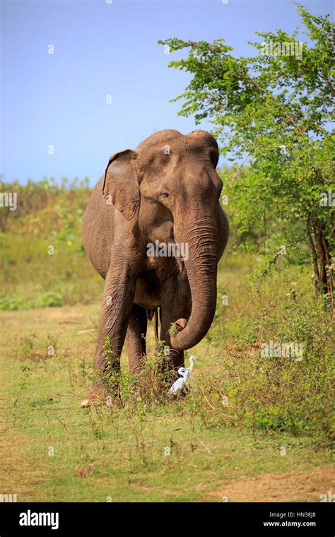 Sri Lankan Elephant Elephas Maximus Maximus Asian Elephant Adult Male Feeding Udawalawe