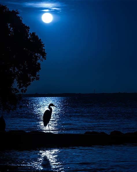 Heron Moon Night Silhouette Hd Phone Wallpaper Peakpx