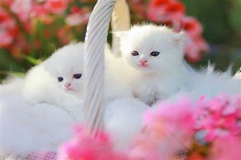 Cute Kitten Images Hd Kittens Wallpaper ·① Download Free Stunning