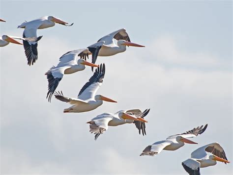 Gear up to cheer on your new orleans pelicans during the season with all the hottest pelicans gear and apparel for every fan. White pelicans: How to see spectacular birds wintering in ...