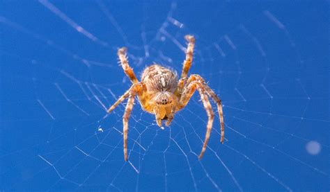 Orb Weaver Spiders Facts Pictures And Habitat Information