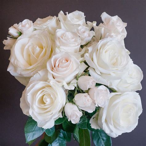 Popular White Rose Varieties Polar Star Escimo Vendela White