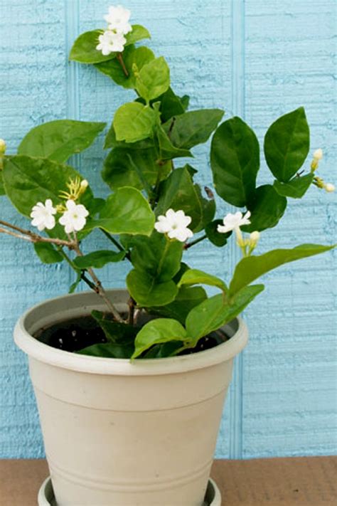 Buy Jasmine Flower Tea Benefits Side Effects How To