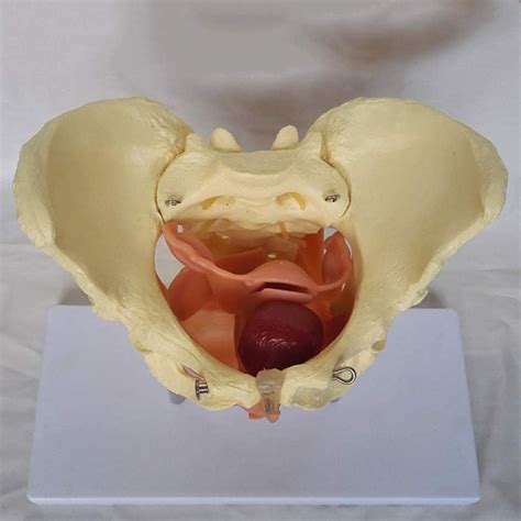 Buy Anatomy Model Assembly Model Female Pelvic Organs And Fascia Model