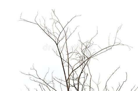 Dry Twigs Stock Image Image Of Plant Twig Isolated 31642723