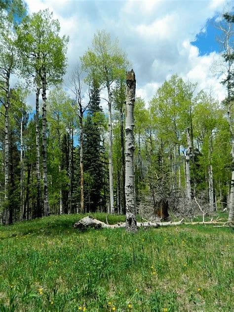 The crawfish were well seasoned but over cooked down to little pitiful shrivels. Site of future Wilson Family cabin (Gonzales Ranch - Pecos ...