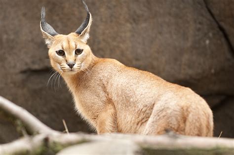 Caracal Wallpaper Full Hd Pictures