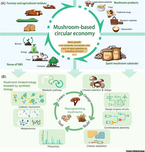 Harnessing Synthetic Biology For Mushroom Farming Trends In Biotechnology