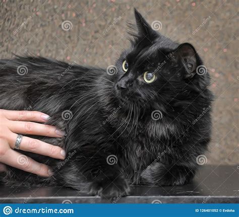 Thick Fluffy Black Cat Stock Photo Image Of Animal 126401052