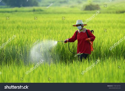 Farmers Spraying Pesticide Rice Field Wearing Stock Photo 1195154191