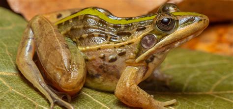 Nile Grass Frog Ptychadena Nilotica Next Gen Herpetologist