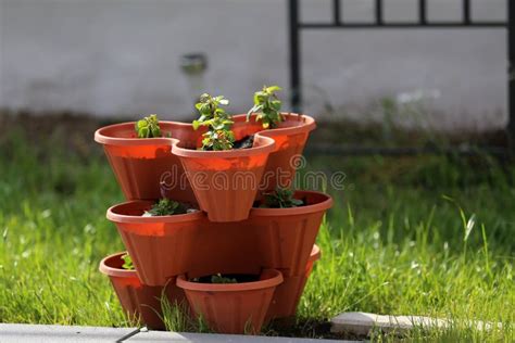 Potten Met Zaailingentribune In Een Lijn En Weinig Tuinhulpmiddelen