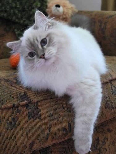 Alibaba.com offers 857 cat x ray products. Dapper Christmas cat | Ragdoll cat, Cats, Ragdoll kitten