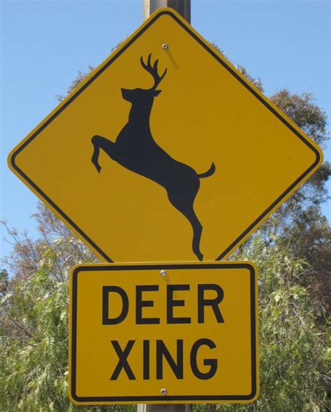 City Council Wants To Erect Deer Crossing Signs Downtown News