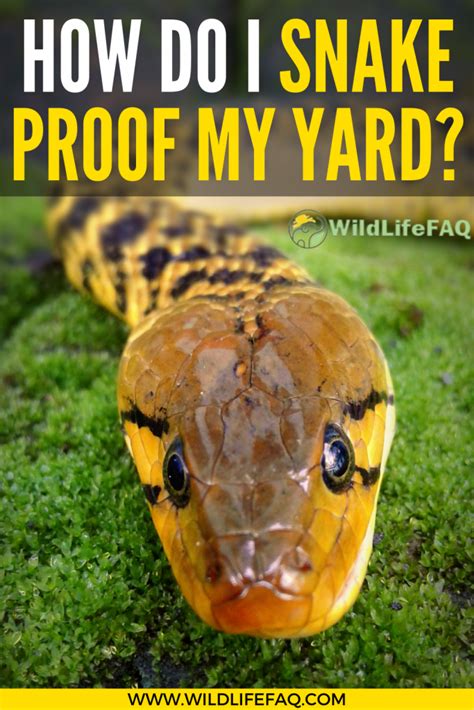 How Do I Snake Proof My Yard Wildlifefaq