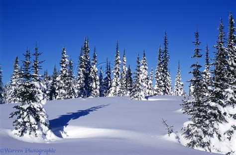 Snow At Manning Park Ski Area Photo Wp01920