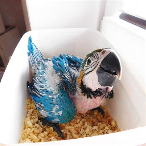 We Are Specialized In The Breeding Of Birdsparrots And We Sell Very