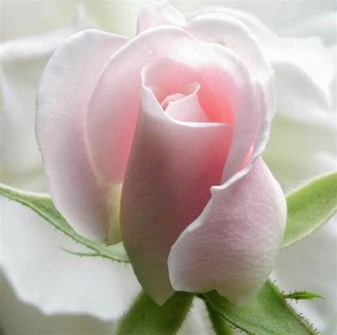 Avenger Blog Pink Rose Flower